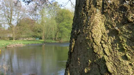 slow slide forward on textured tree trunk with the river wye in the background in peak district national park