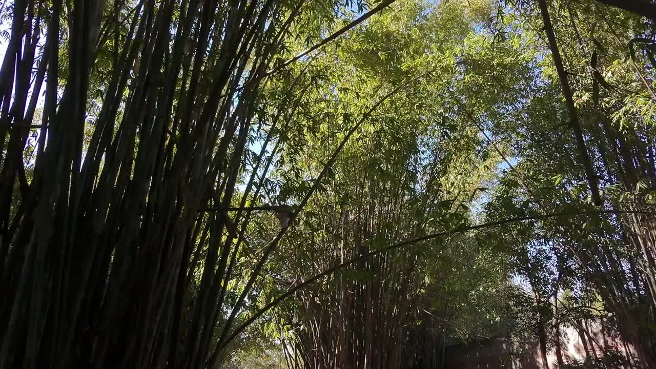 all bamboo stalks form a natural canopy as sunlight filters through the lush green leaves