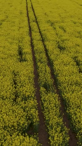 portrait drone pan across rapeseed field with clear crop lines and yellow flowers