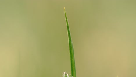 tomas macro 4k de hierba de primavera y su vida salvaje