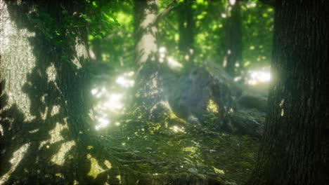 Sun-Light-in-the-Green-Forest