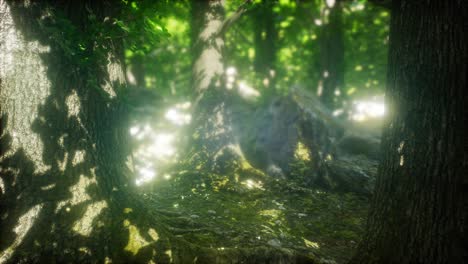 luz del sol en el bosque verde
