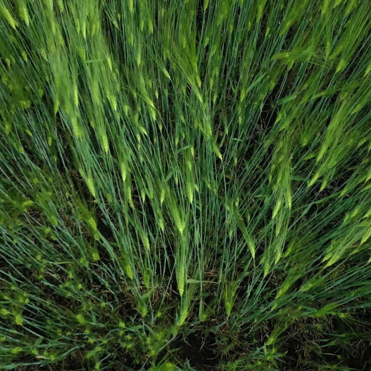 Green agricultural plants. Growing organic cereals in farmland. Natural background of green field. Drone flight. Top view.