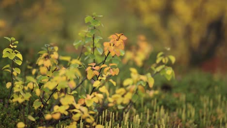 colorful yellow and orange autumn leaves on the thin branches of the dwarf birch tree in the tundra