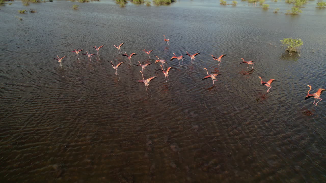 Aerial drone shot following pink flamingos spreading wings and taking off in Campeche mangrove wetlands during golden sunset light