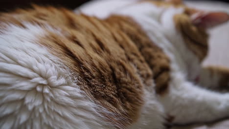 close up of a sleeping cat