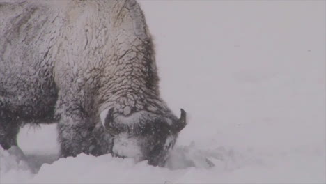 bison buffalo graze and walk in yellowstone national park in winter 3