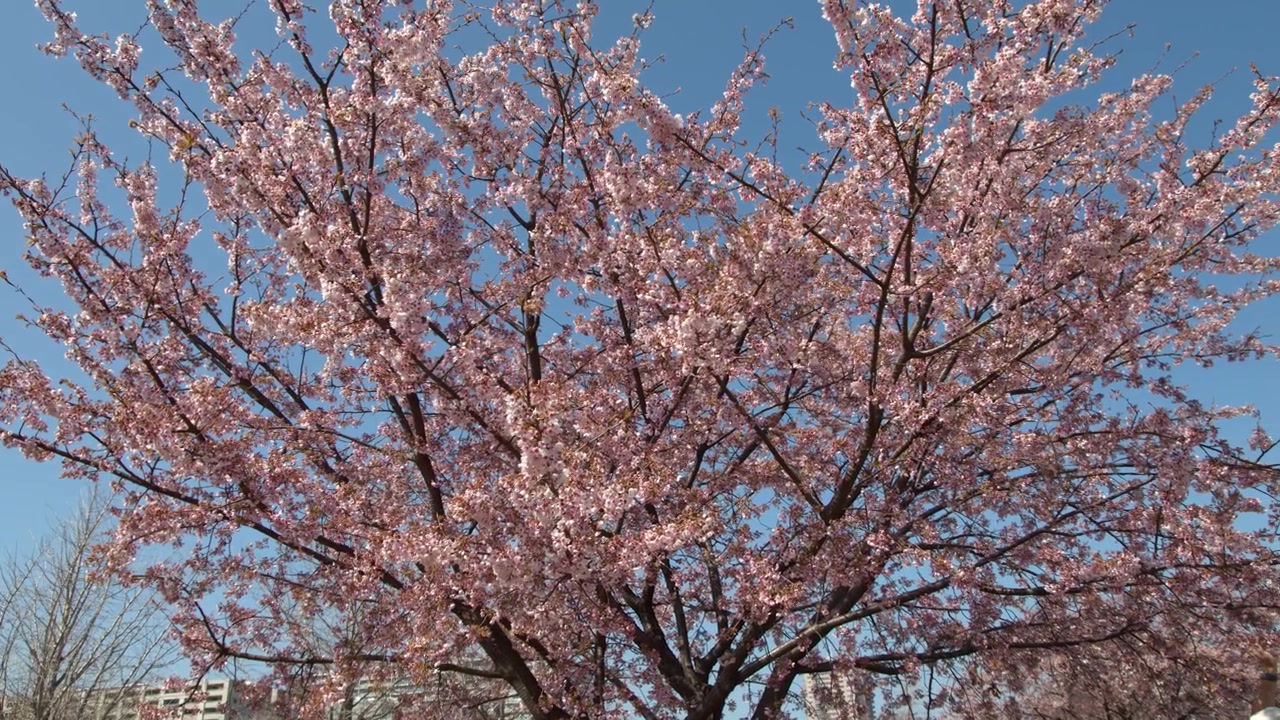 Vivaci fiori di sakura rosa sbocciano sui rami degli alberi sotto un cielo azzurro limpido a Tokyo.