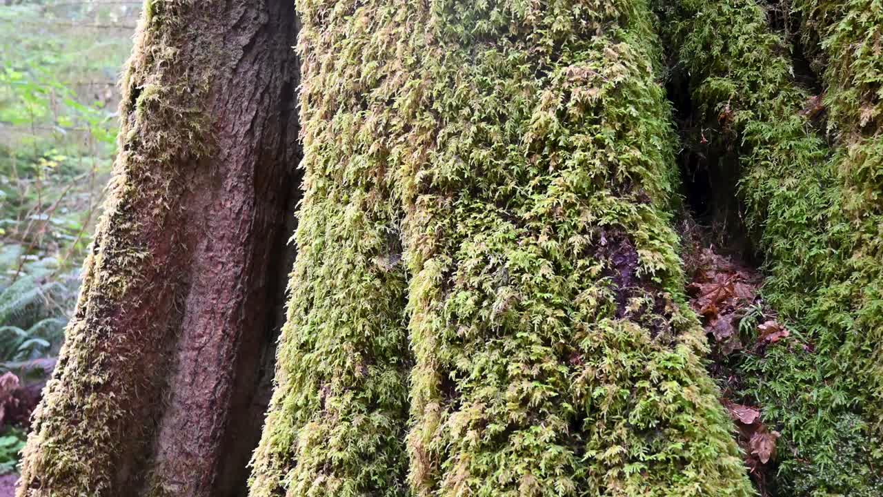 Close-up of moss-covered tree trunks in a lush temperate forest with soft natural light