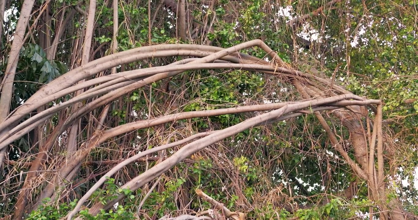 Jelajahi akar pohon yang menakjubkan di hutan tropis yang mengungkapkan desain alam yang rumit