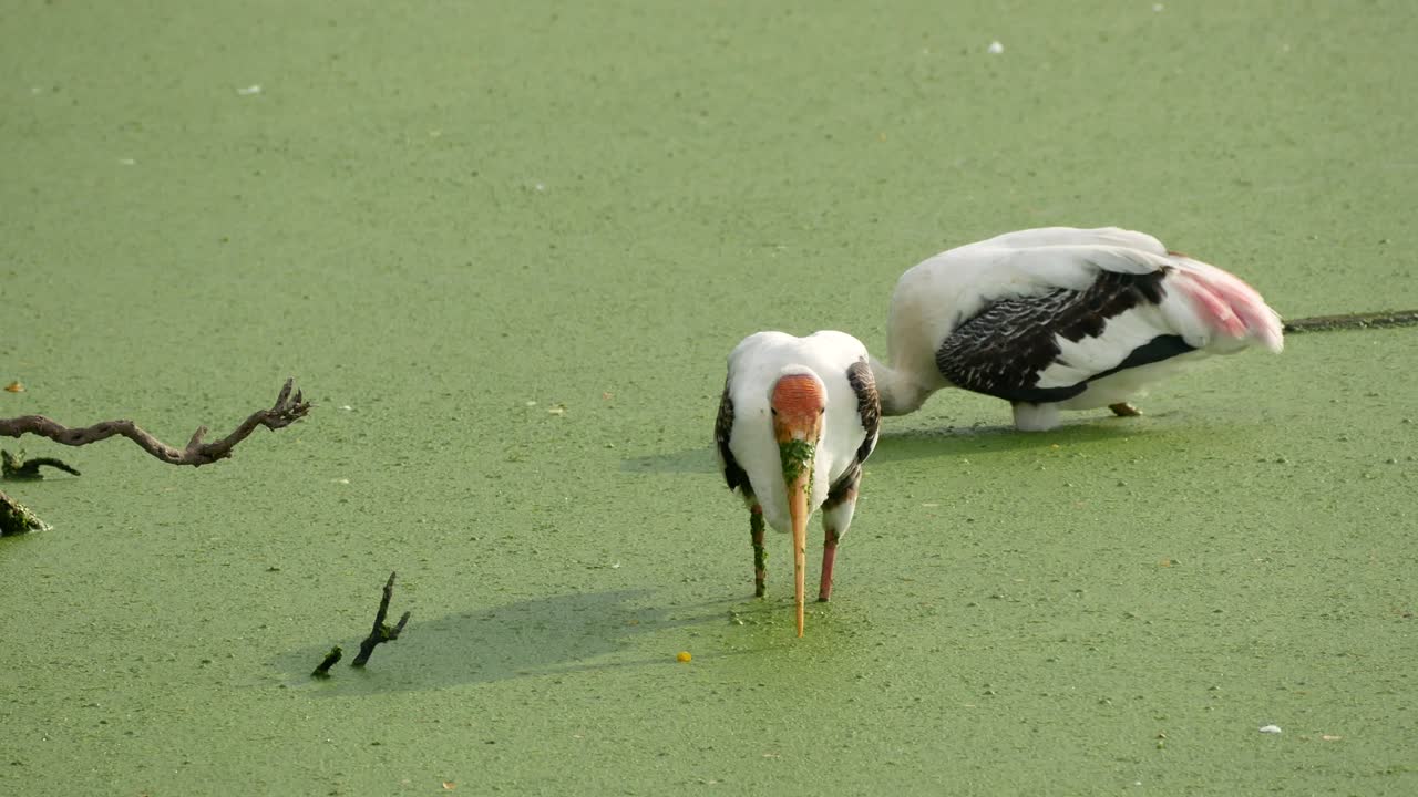 la cigüeña marabú en la naturaleza