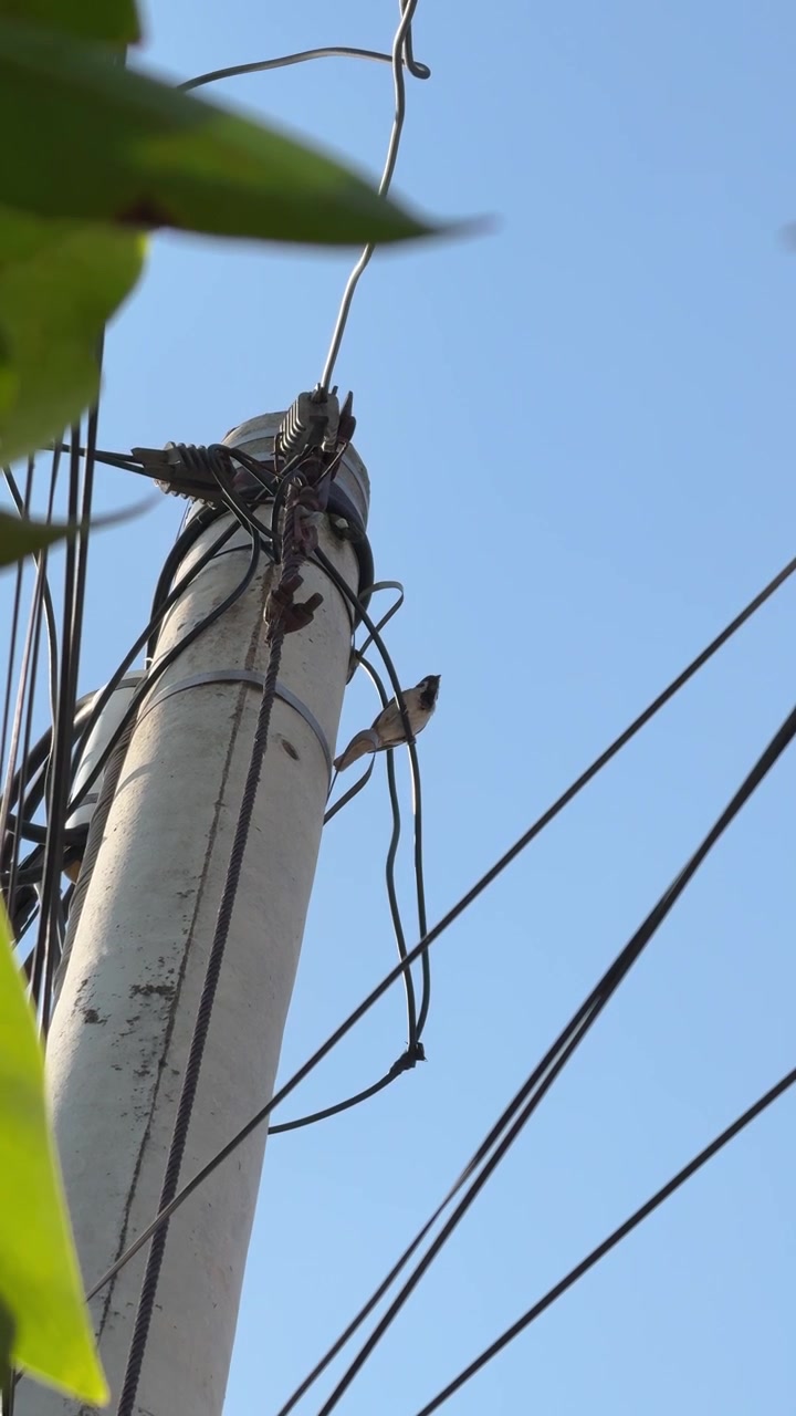 Lille fugl sidder på en elmast mod blå himmel
