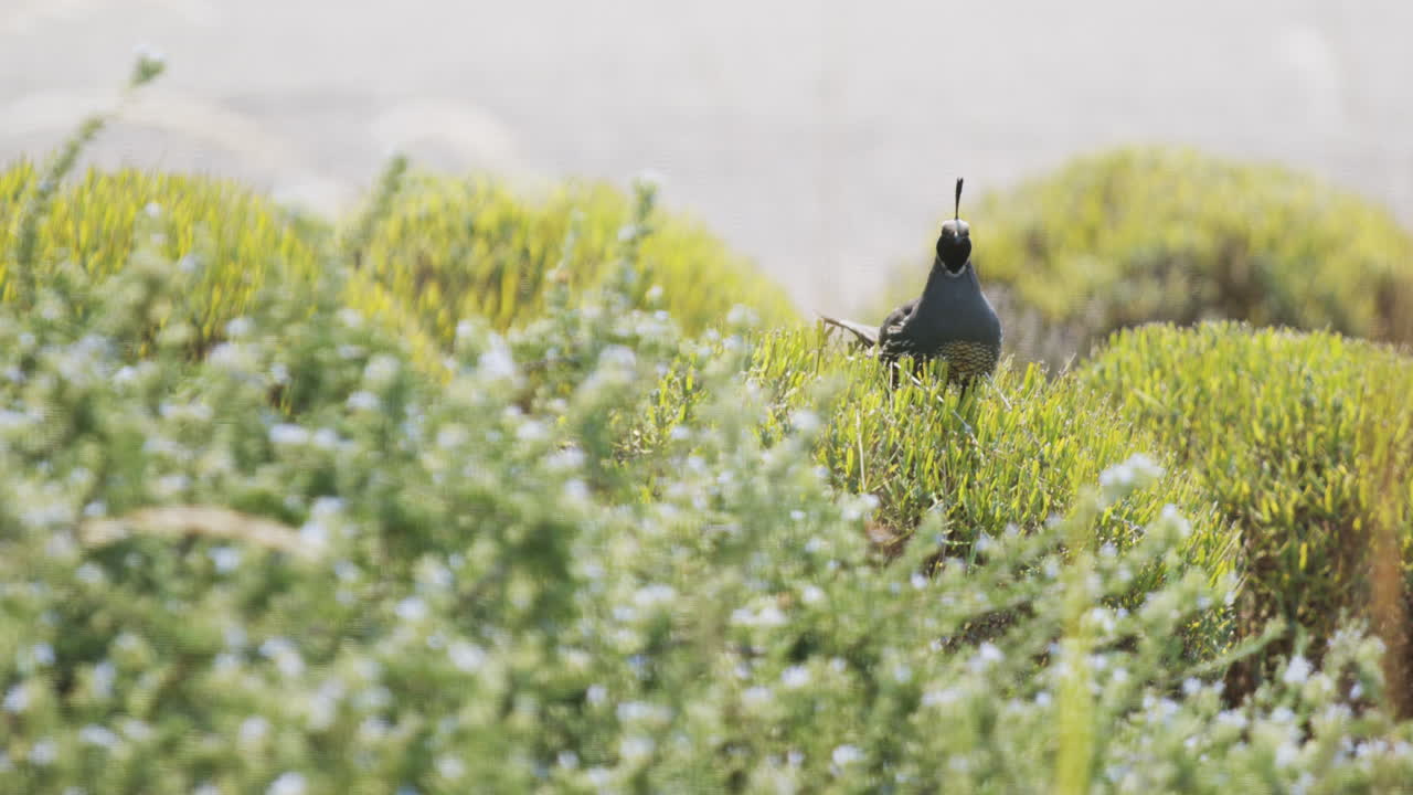 캘리포니아 수달이 덤불 꼭대기에 둘러보고 있습니다.