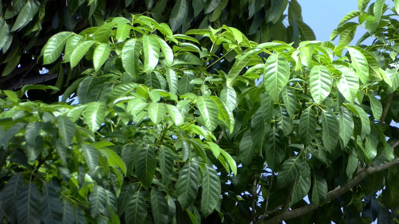 Vibrant green foliage nature walk plant life outdoor close-up lush environment