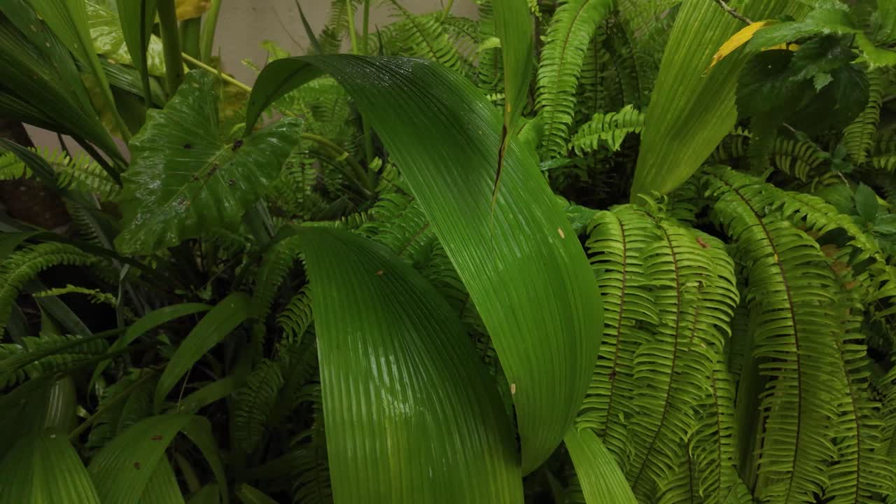 Fern plant vascular nature shade loving green tropical luxuriant foliage