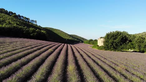 Eine-Drohne-Fliegt-Bei-Sonnenaufgang-über-Lavendelfelder-Und-Ruinen-In-Valensole