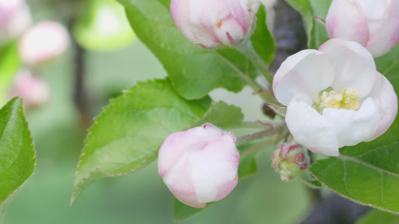 Closeup shot of the white and pink apple blossom and green leaves on a apple tree, bright sunny day