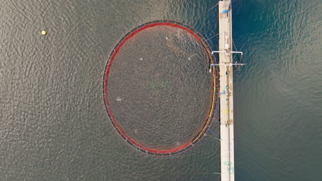 Stocked-circular-marine-pen-with-jumping-salmon,-fishery-overcrowding