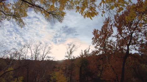 time lapse wind blowing through the colorful fall foliage, late afternoon