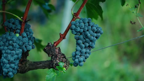 Primer-Plano-Uvas-Vino-Tinto-Uvas-Maduras