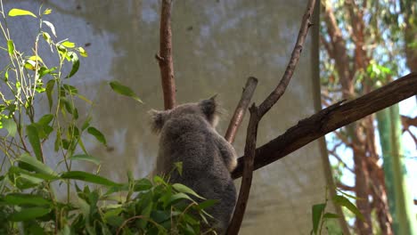 herbivorous koala bear, phascolarctos cinereus trying to reach out to green eucalypt leaves with its forepaw while holding tightly on tree branch with hind paw, australia wildlife conservation