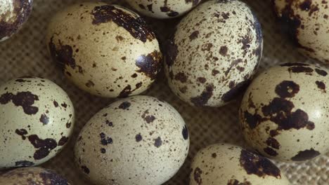 uncooked quail eggs in pack. rotating and closeup. nobody