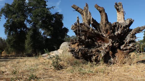 Großer-Toter-Umgestürzter-Baum,-Massiver-Wurzelballen