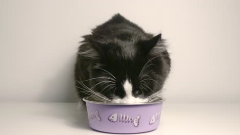 a black and white furry cat, eating its food on a purple metallic bowl - close up shot