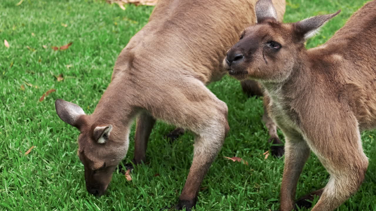 호주에서 풀을 먹는 캥거루
