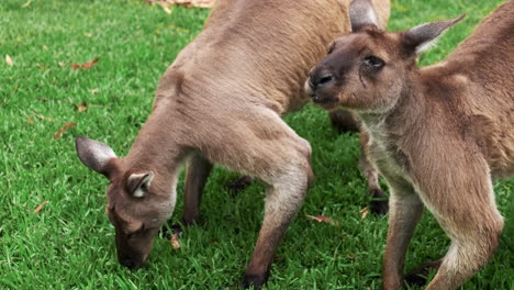 Kangaroos-Eating-Grass-in-Australia