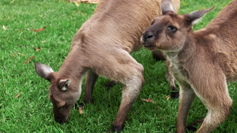 kangaroos eating grass in australia