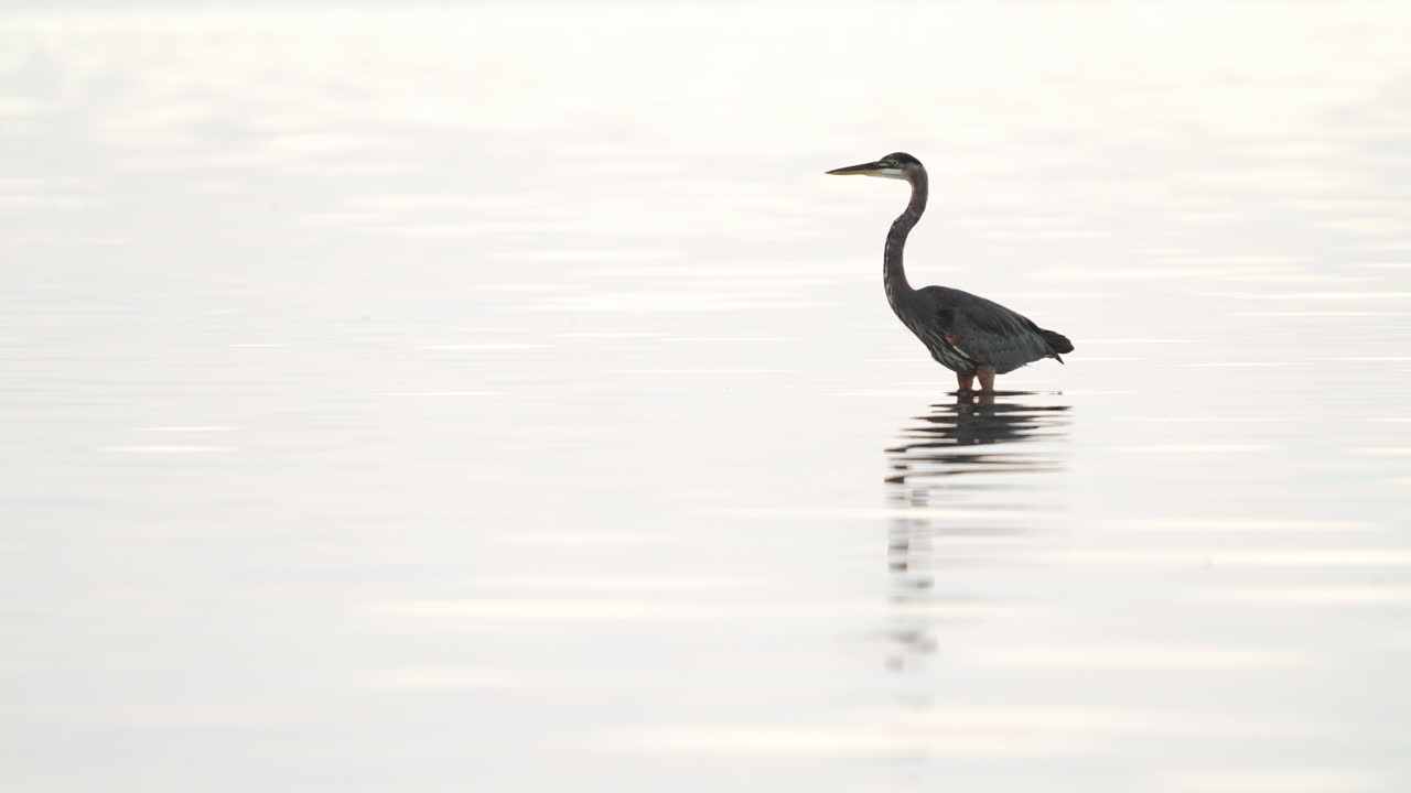 Great Blue Heron Shaking Head in Water