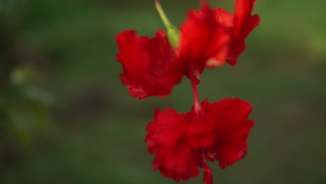 red flower in macro or zoom mode