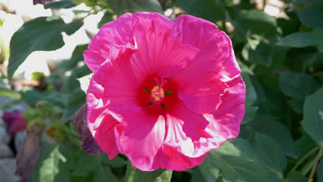 primer plano de una hermosa flor rosa
