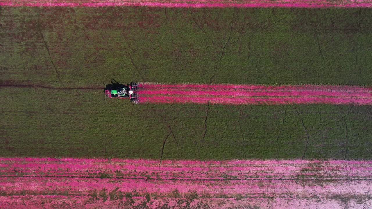 en el centro de wisconsin, un tractor de grada corta un pantano de arándanos y los derriba de la vid, lo que permite que los arándanos maduros floten hacia la superficie del agua