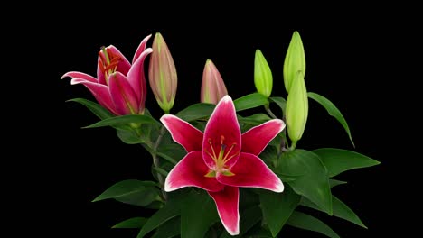 macro time lapse blooming pink orienpet lily flower, isolated on pure black background