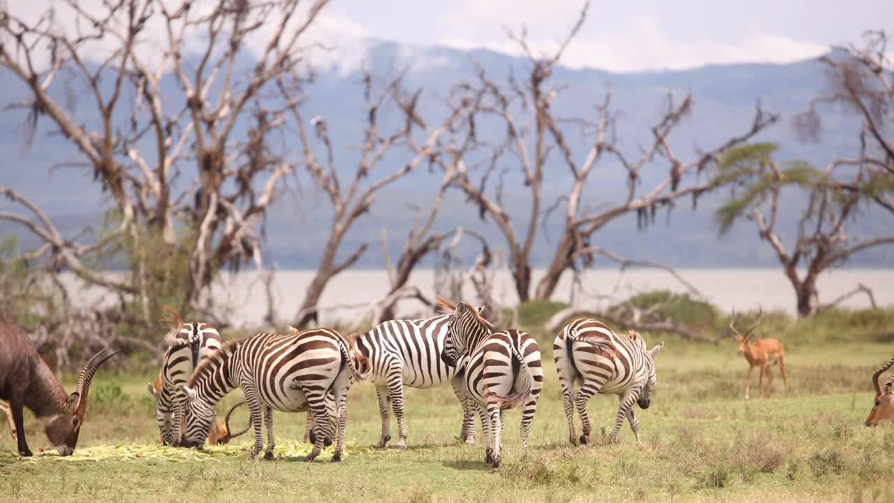 Animals grazing by a lake on Crescent Island Safari in Kenya with mountains in the background