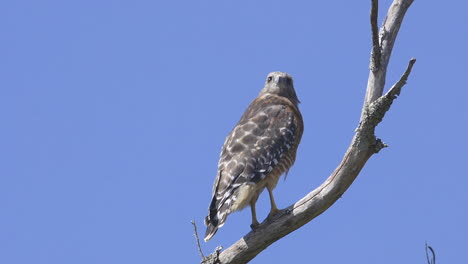 Red-shouldered-hawk-perched-on-a-branch