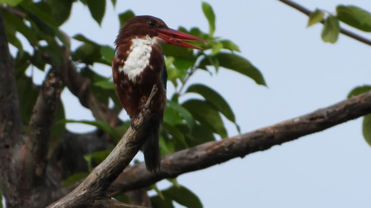 martín pescador esperando una oración uhd mp4 4k.