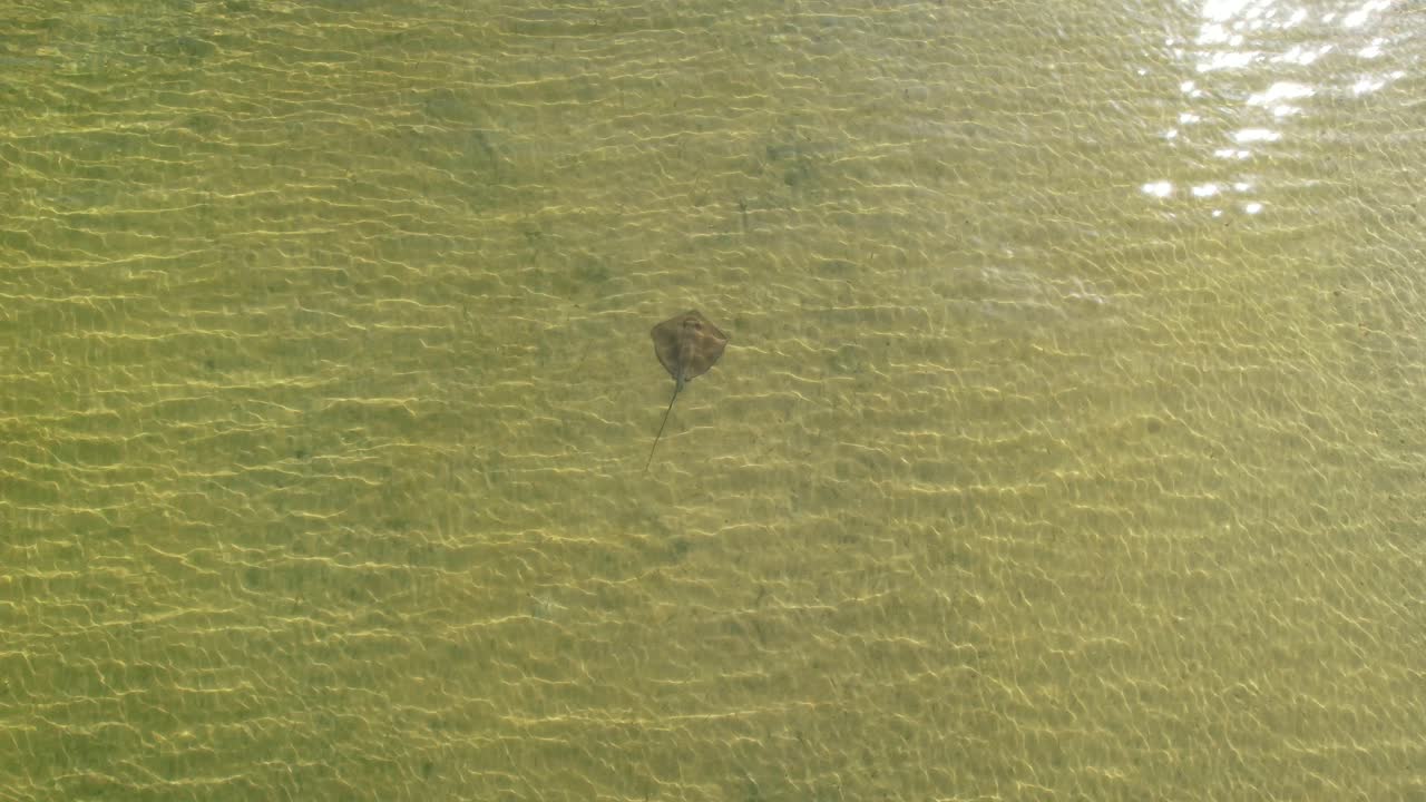 빛 에 해변 을 따라 수영 하는 스팅레이