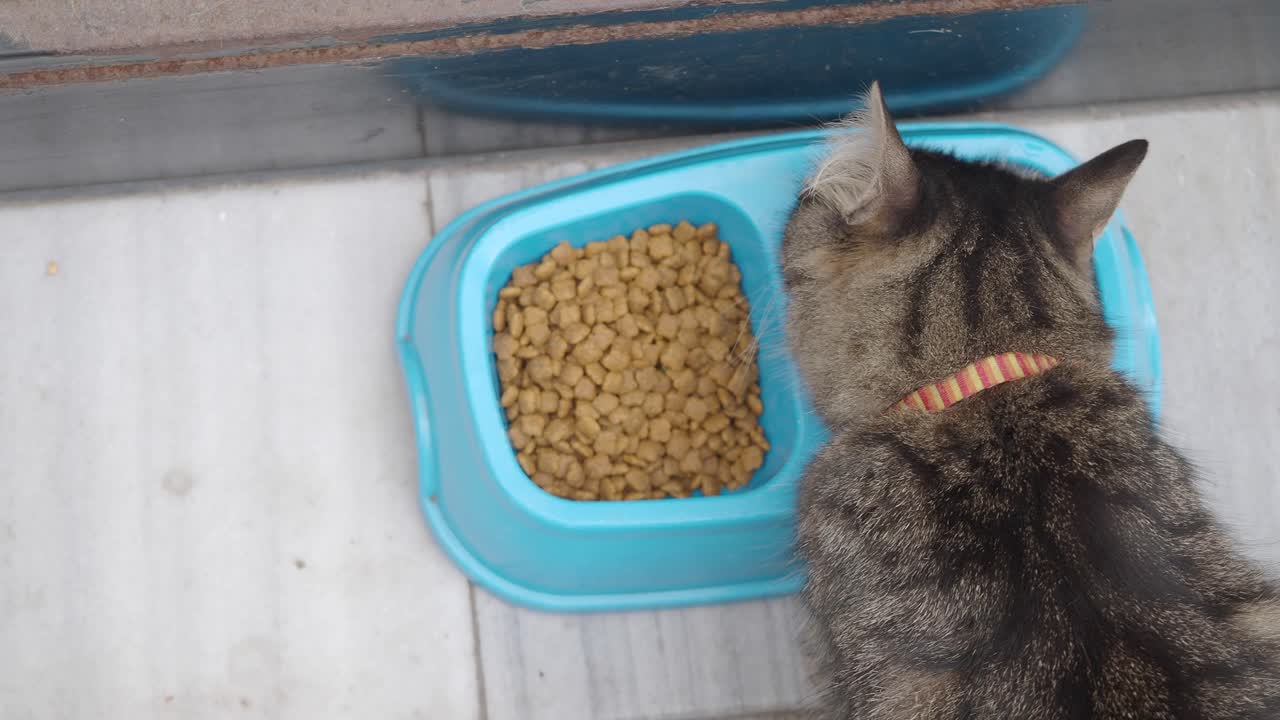 Katzenfutter essen