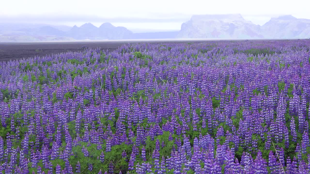 flores de lupino púrpura crecen en un paisaje volcánico en islandia 1