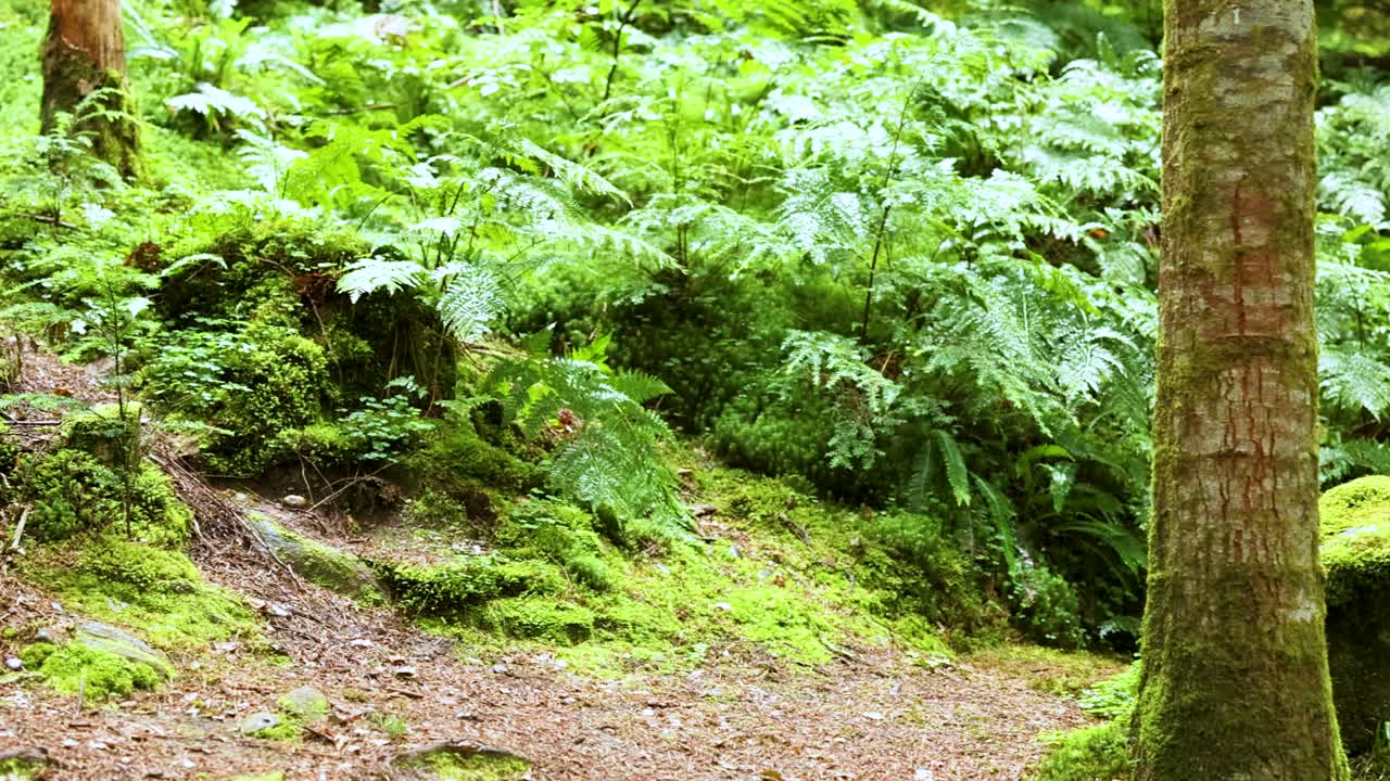 vegetación exuberante y atmósfera serena del bosque