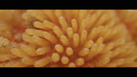 close-up of a dirty cleaning sponge