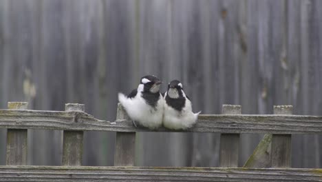 Zwei-Elsterlerche-Mudlark-Jungvögel,-Die-Auf-Einem-Zaungitter-Sitzen,-Windig,-Australien,-Maffra,-Gippsland,-Victoria,-Zeitlupe