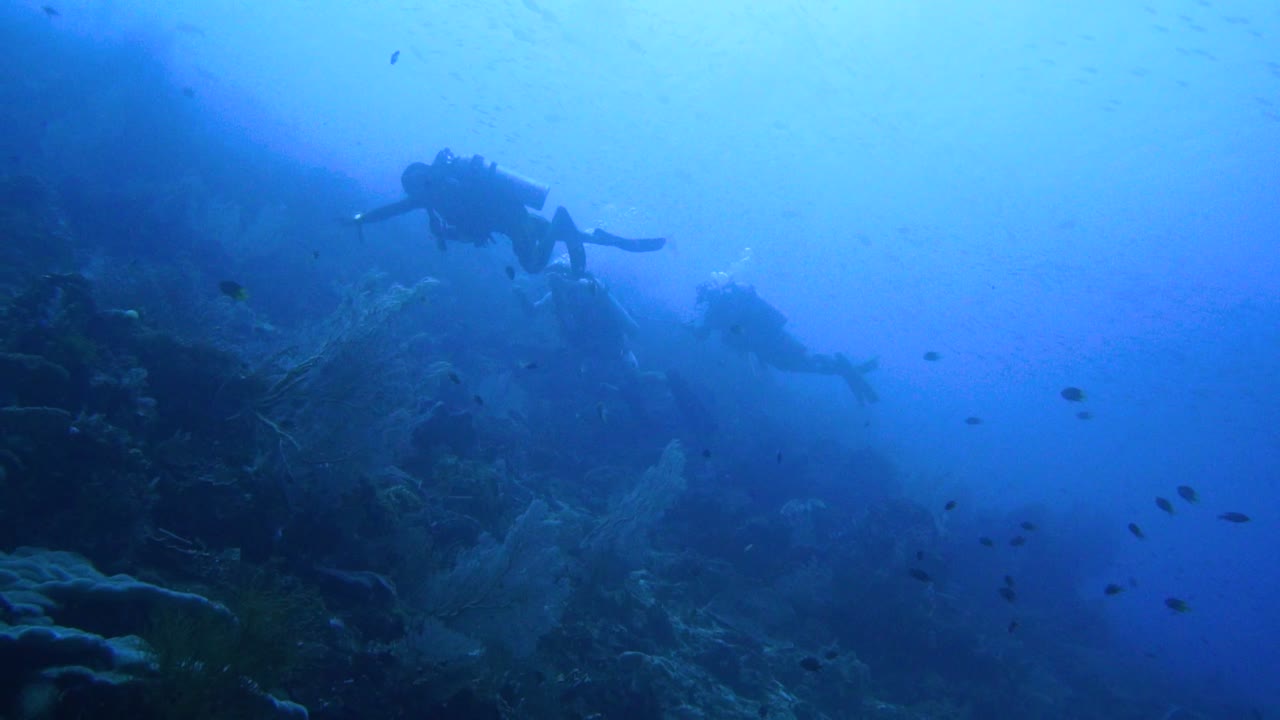 다이버들은 푹 빠져서 그들 위에 있는 물고기 떼를 즐기고 있습니다