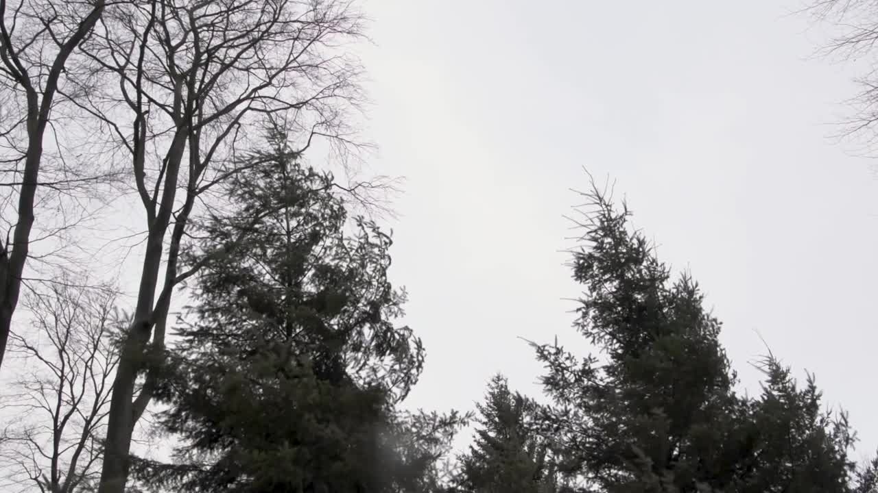 верхушки пихт и буков движутся под действием ветра, высокий угол