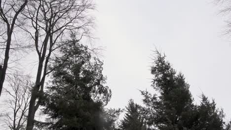 fir and beech treetops are moving in wind, high angle