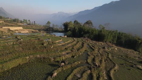 aerial drone shot of villages amidst bright green rice terraces in the mountains of sapa, vietnam