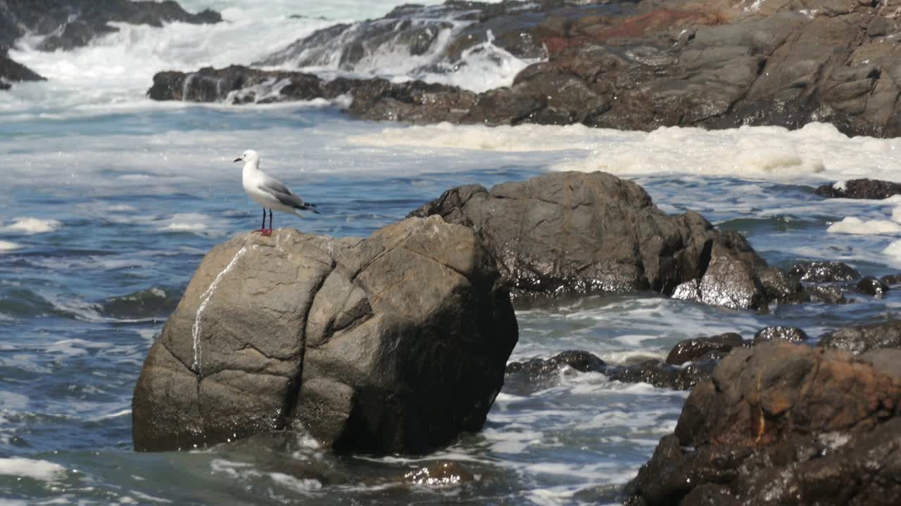Un gabbiano appollaiato su una roccia durante l'alta marea costiera. Lento zoom all'indietro.